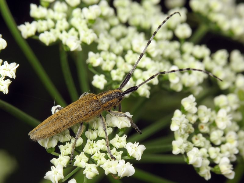 Agapanthia villosoviridescens (De Geer, 1775)